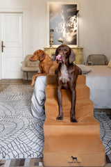 NOAH & PAW Escalier 5 marches densité 35, soutien stable
