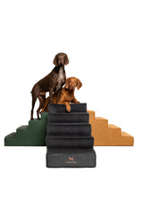 Noah et Paw escalier chien 20 pouces extra large pour lit, soutien sûr