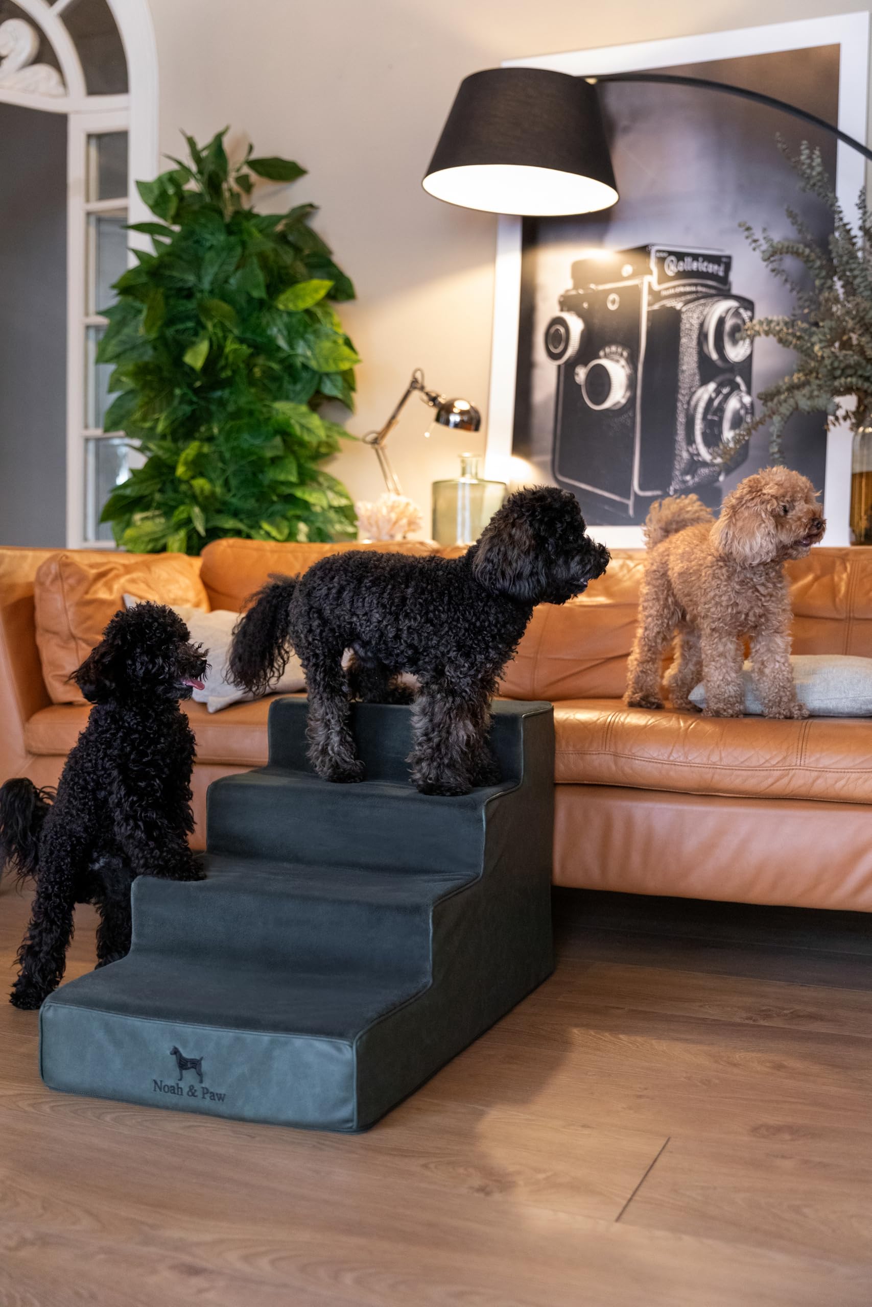 Noah & Paw escalier chien 3 marches, compact et utile.