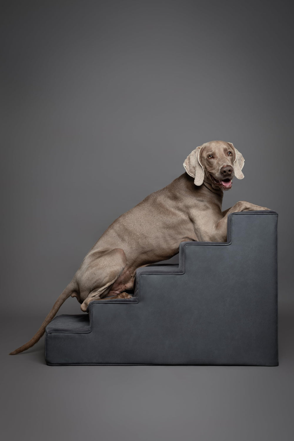 Noah et Paw escalier extra-large compatible canapé et lit
