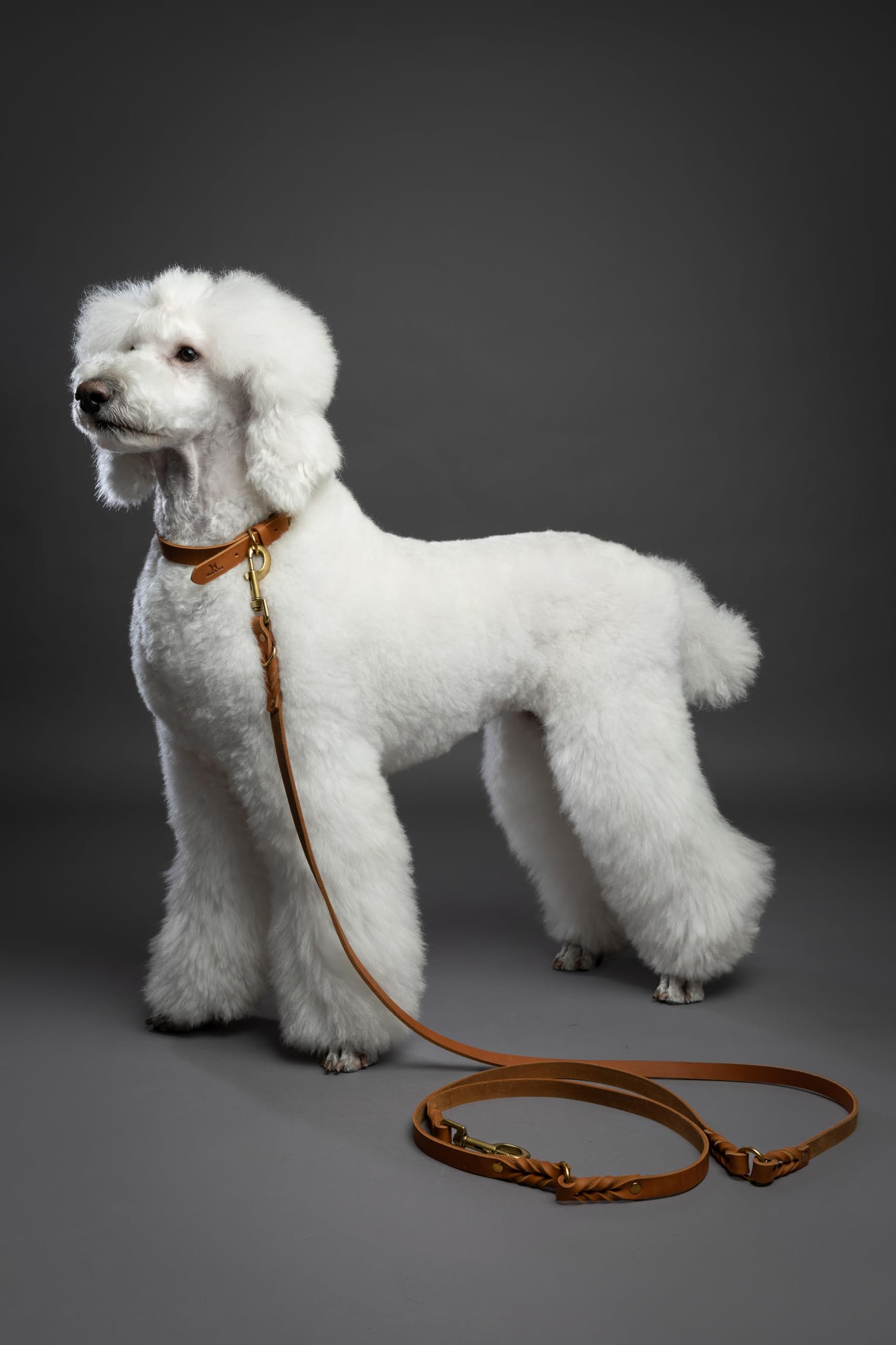 Laisse pour petit chien, flexibilité et confort au quotidien.