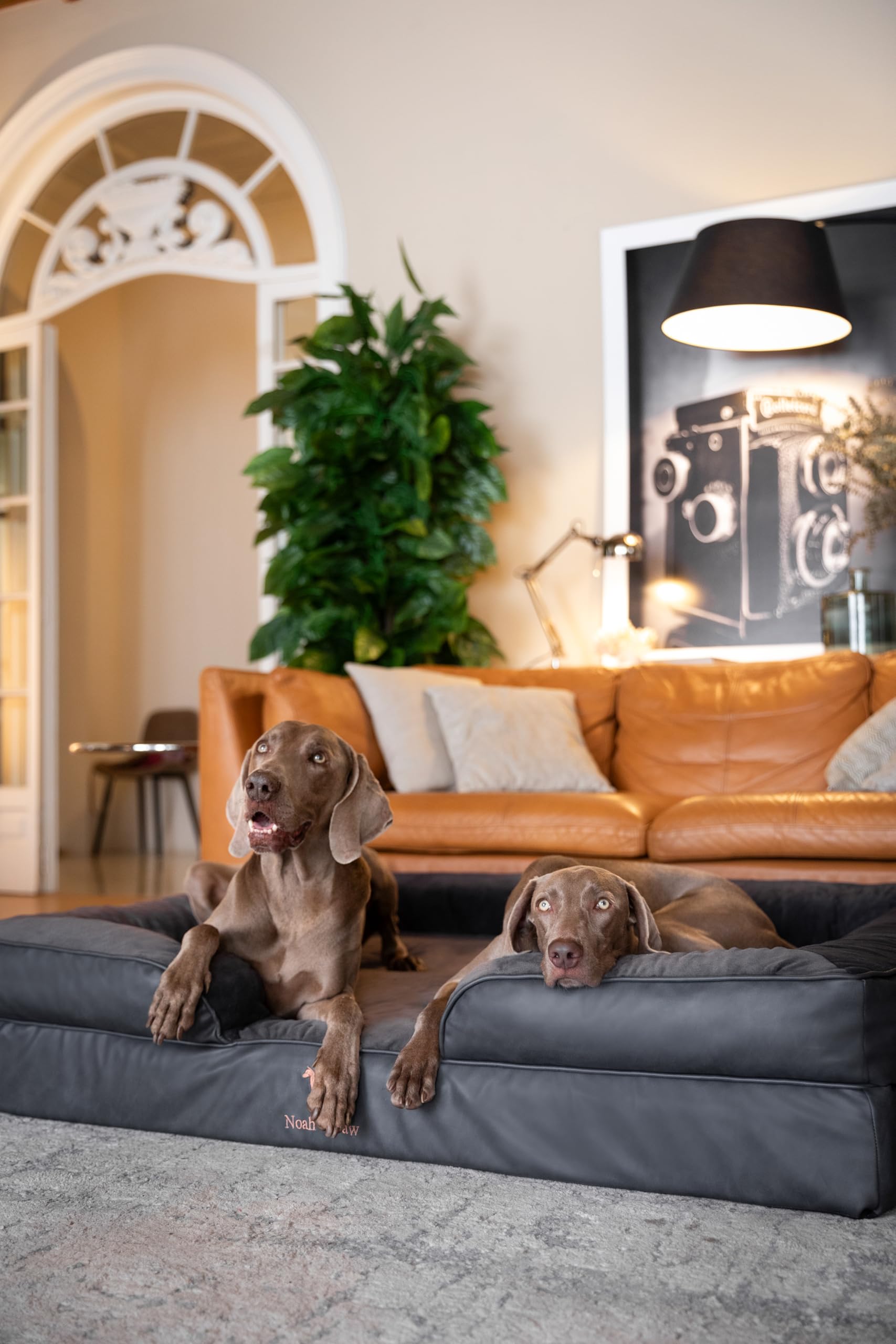 NOAH & PAW lit-chien XXL aide potentielle pour chiens âgés et de grande taille.