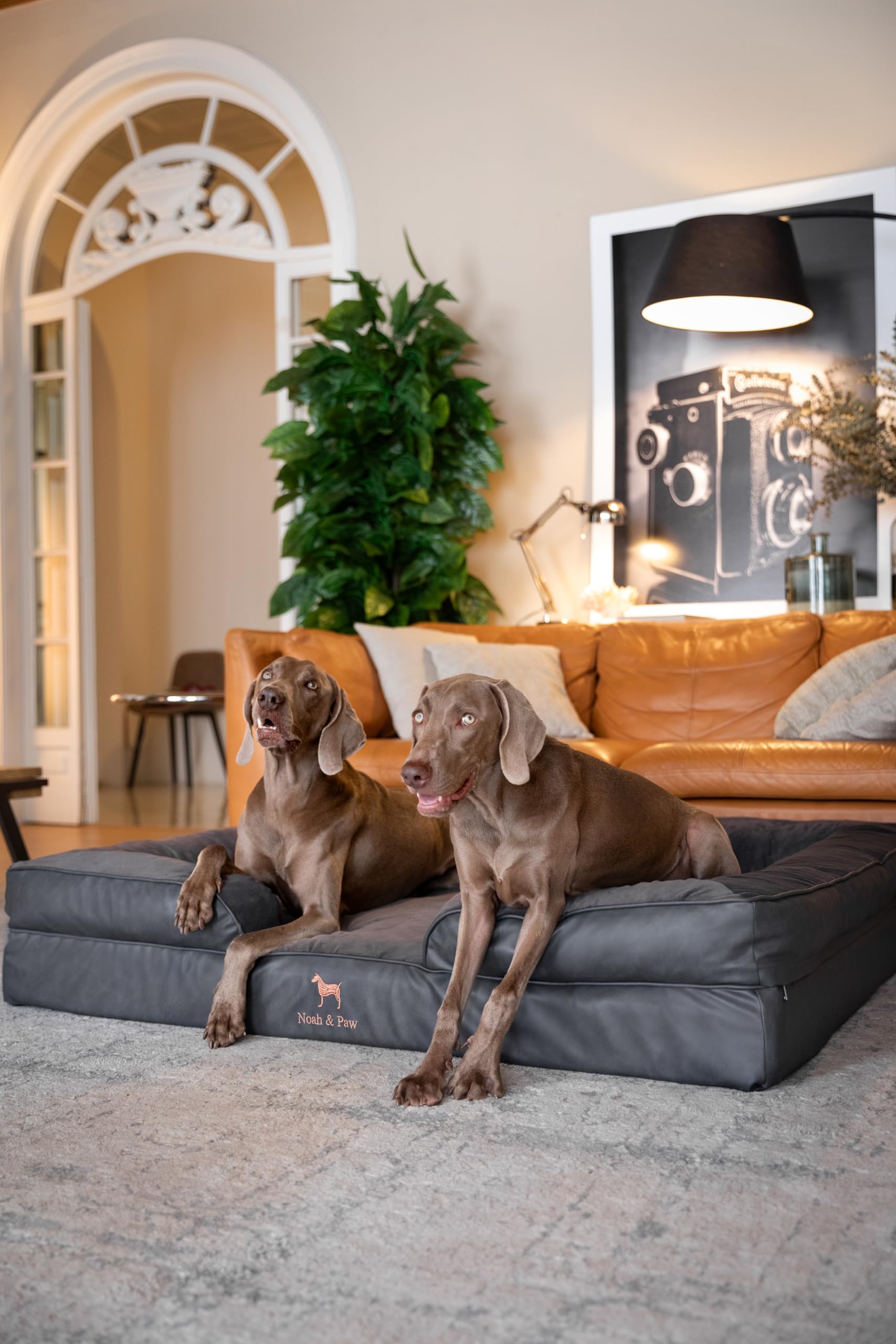 NOAH & PAW lit-chien XXL mousse mémoire et gel frais pour un confort nocturne.