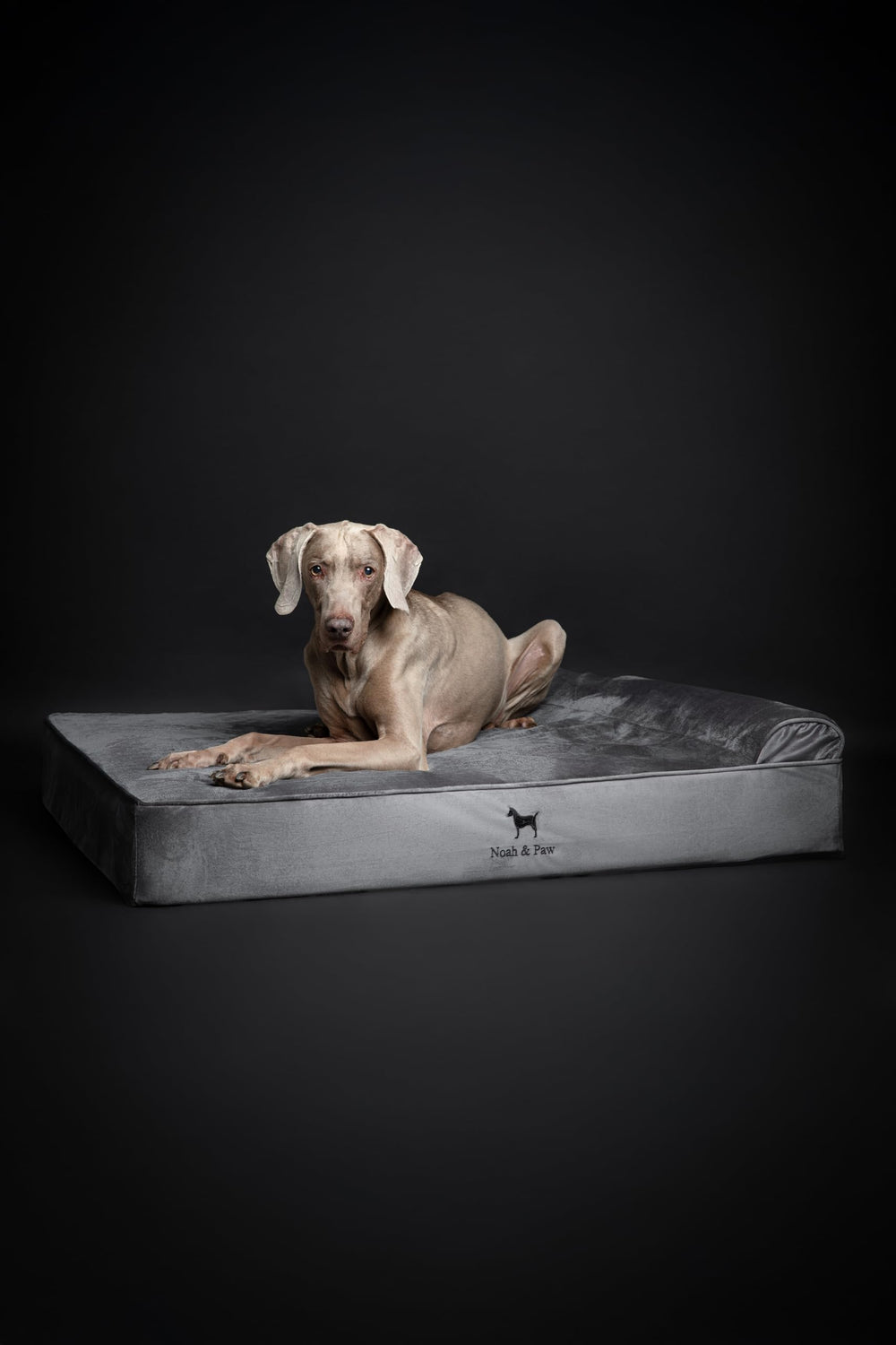 NOAH & PAW XL base de 6 pouces pour stabilité