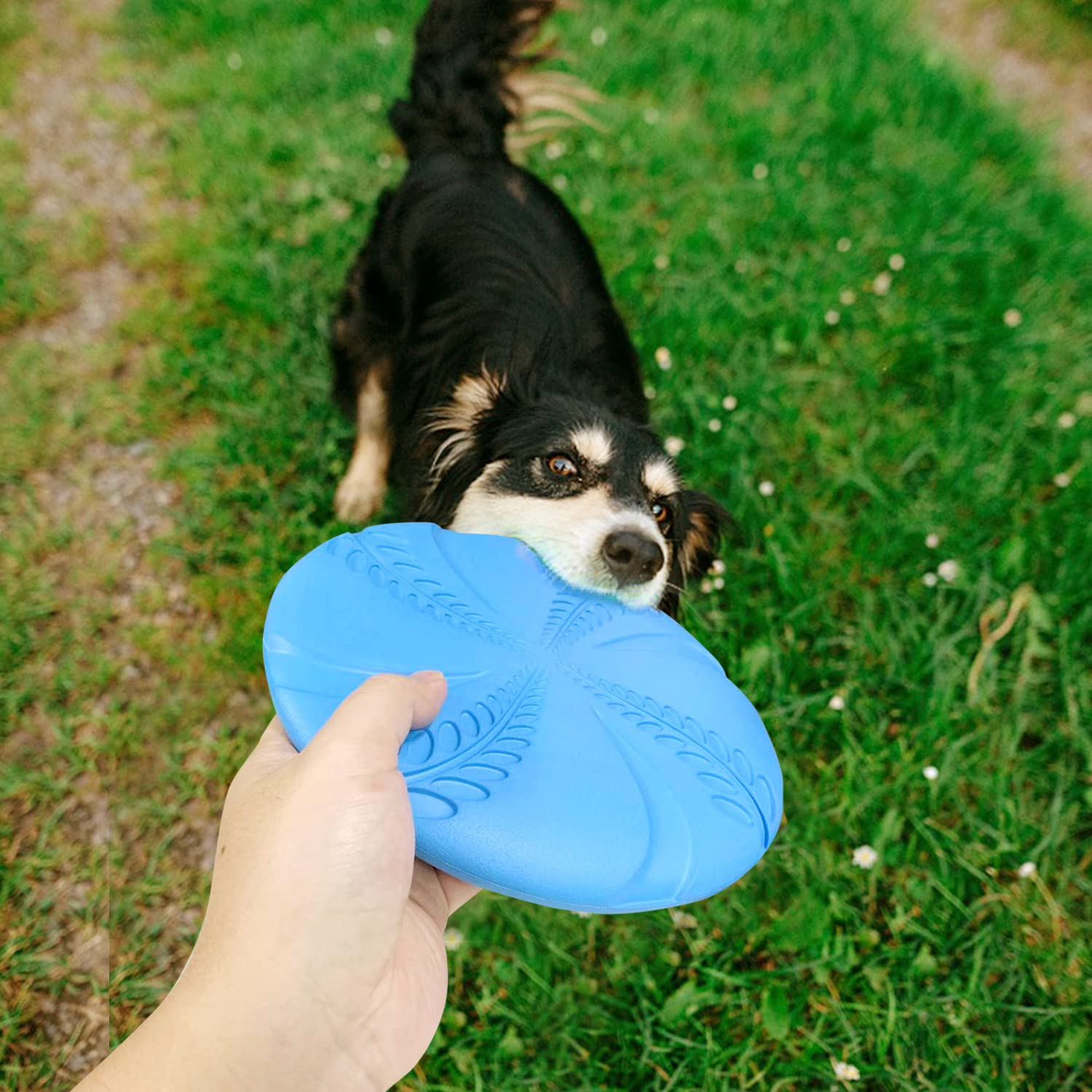 Nobleza disque-chien volants usage eau bleu – peut servir de bol après l’effort.