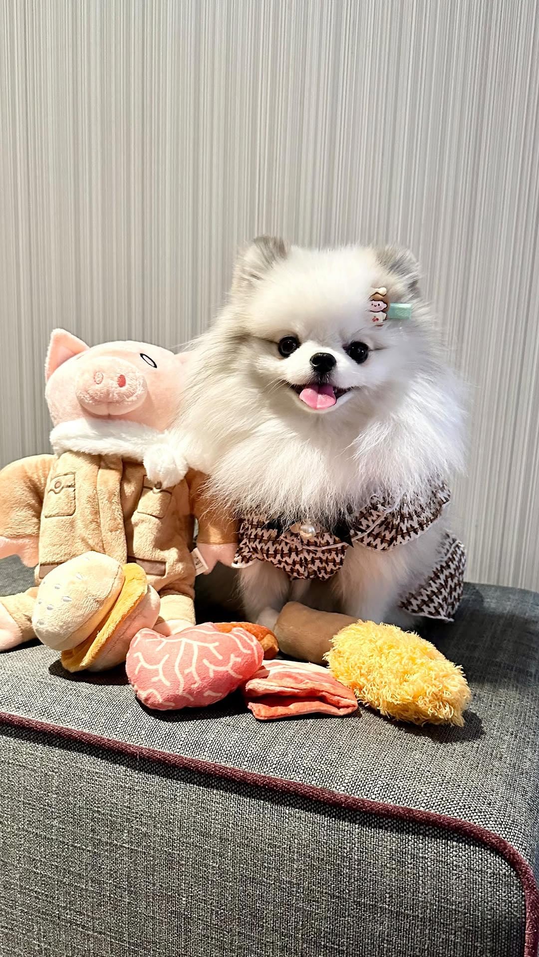 Jouet cochon Nocciola peluche enrichissement cognitif.