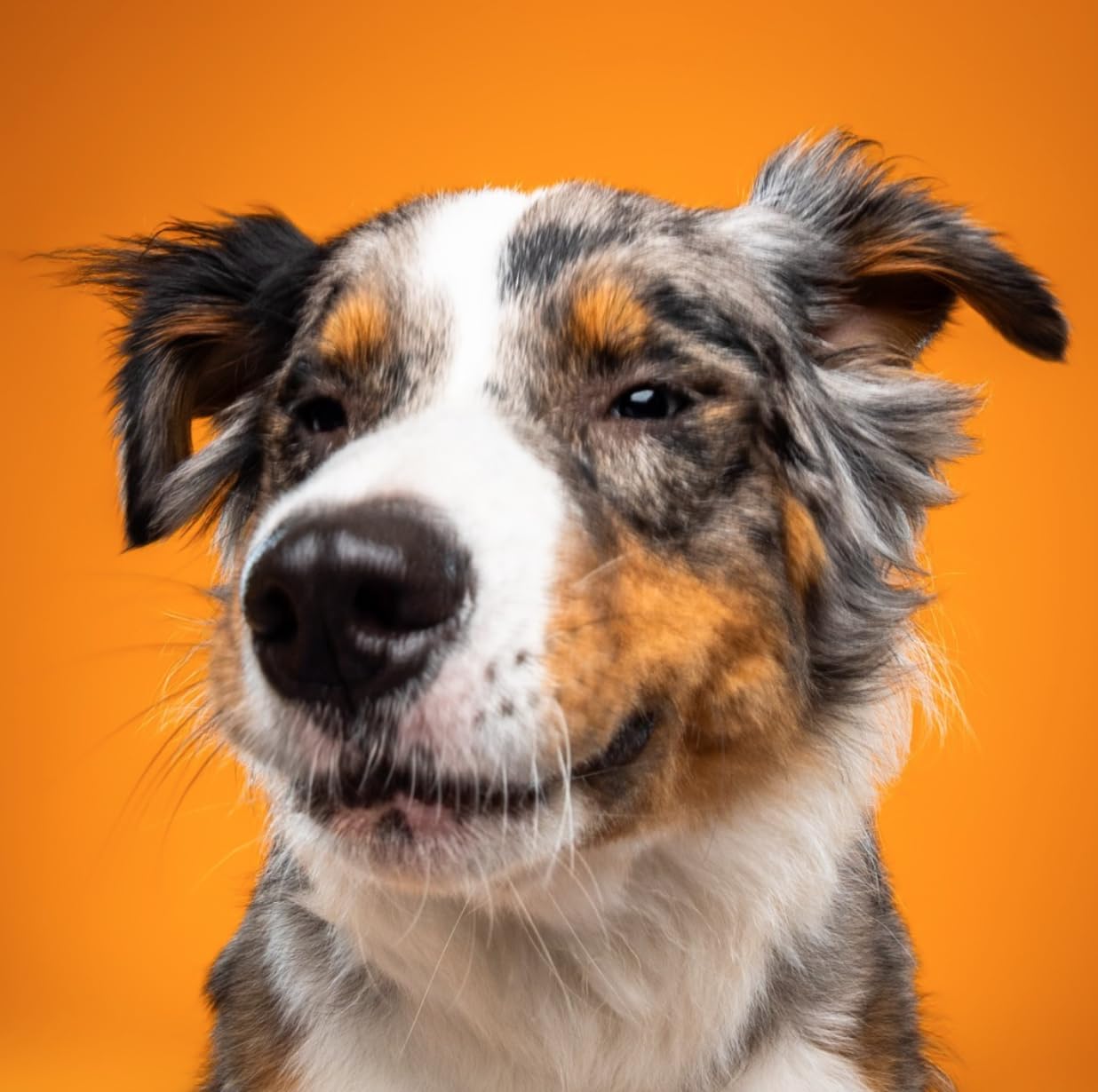 Nom Nom Beef Jerky – Portions faciles à doser, adaptées à toutes les tailles de chien.