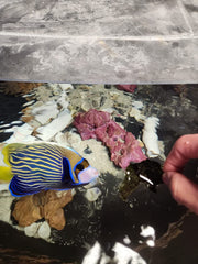 Norman's Nori: nutriments essentiels préservés pour la santé des poissons.