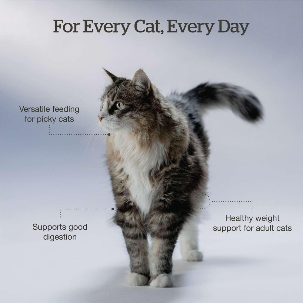 Now Fresh Good Gravy sans cereales: recette adaptée aux chats sensibles.
