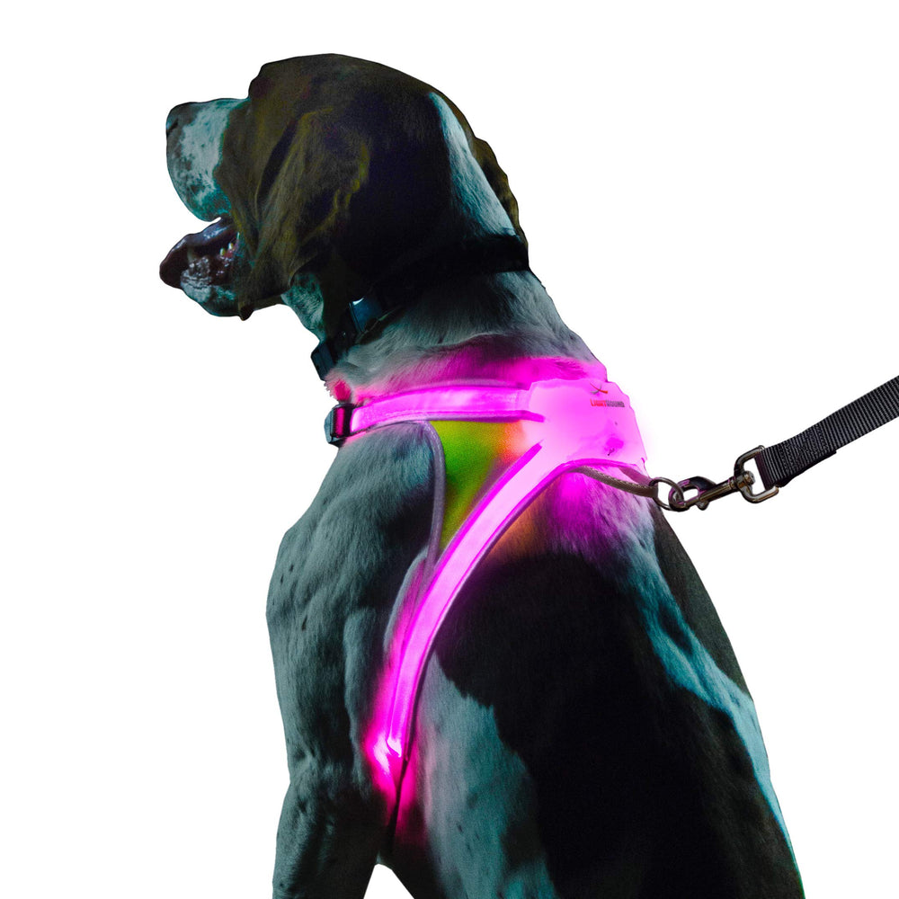 Noxgear LightHound harnais lumineux pour balades nocturnes sûres
