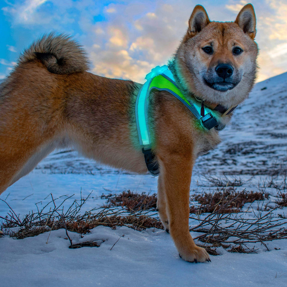 Noxgear LightHound est lavable en machine, pratique après les jeux mouillés.
