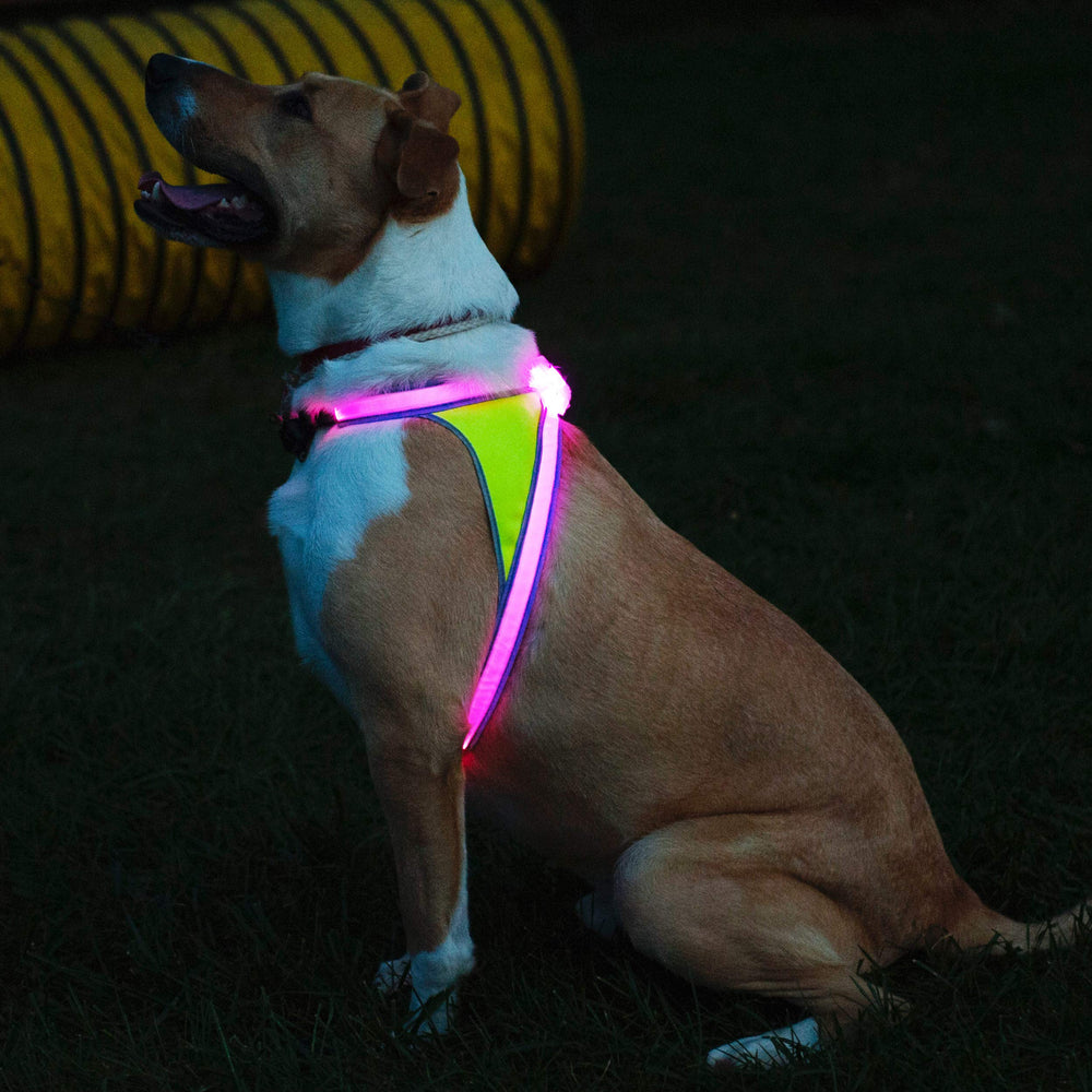 Mode multicolore LightHound pour sorties attractives