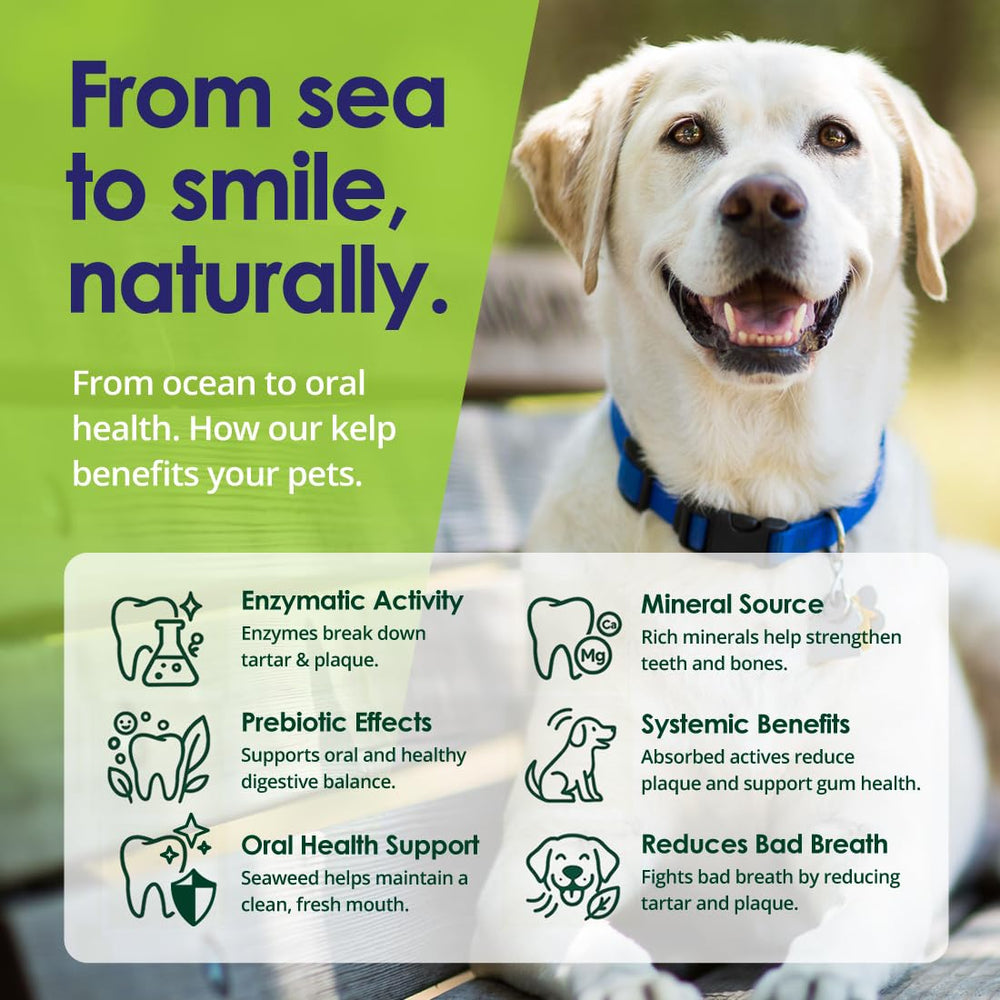 NuLife Poudre Dents Chiens – fabriqué aux États‑Unis, production locale