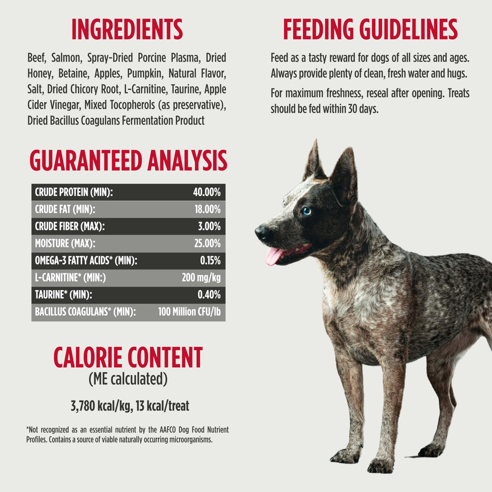 Nulo chien savourant la friandise