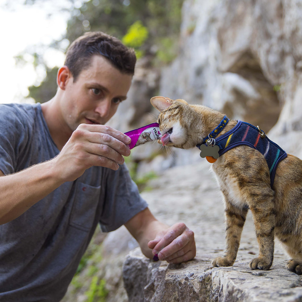 Chat heureux dégustant Nulo Freestyle Purée qui allie plaisir et hydratation.