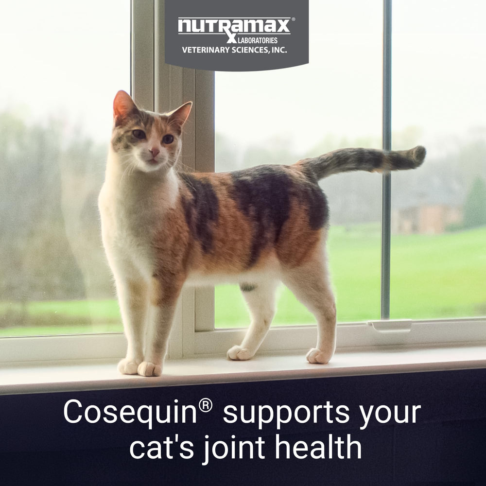 Nutramax Cosequin Chat : chondroïtine sulfate améliore le confort articulaire