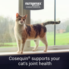 Nutramax Cosequin Chat : chondroïtine sulfate améliore le confort articulaire