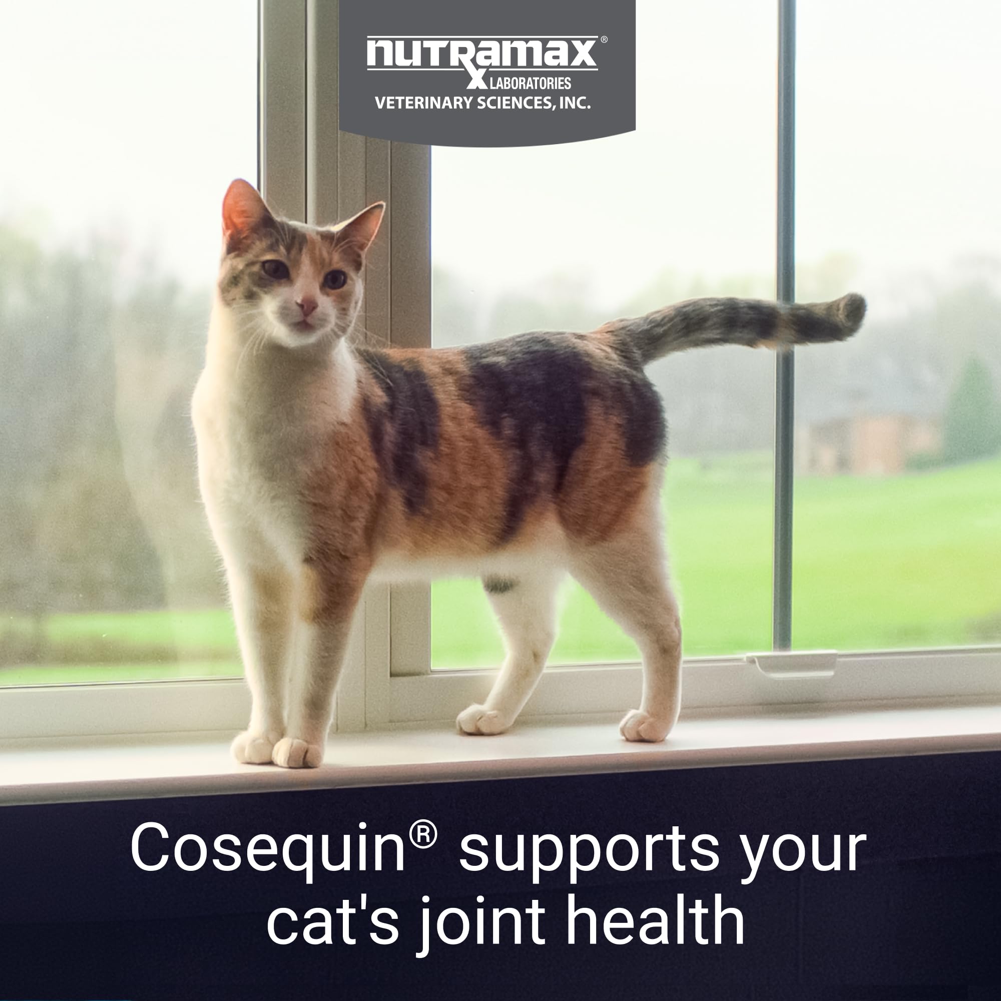 Nutramax Cosequin pour chats - poudre à saupoudrer sur la nourriture, intégration facile.