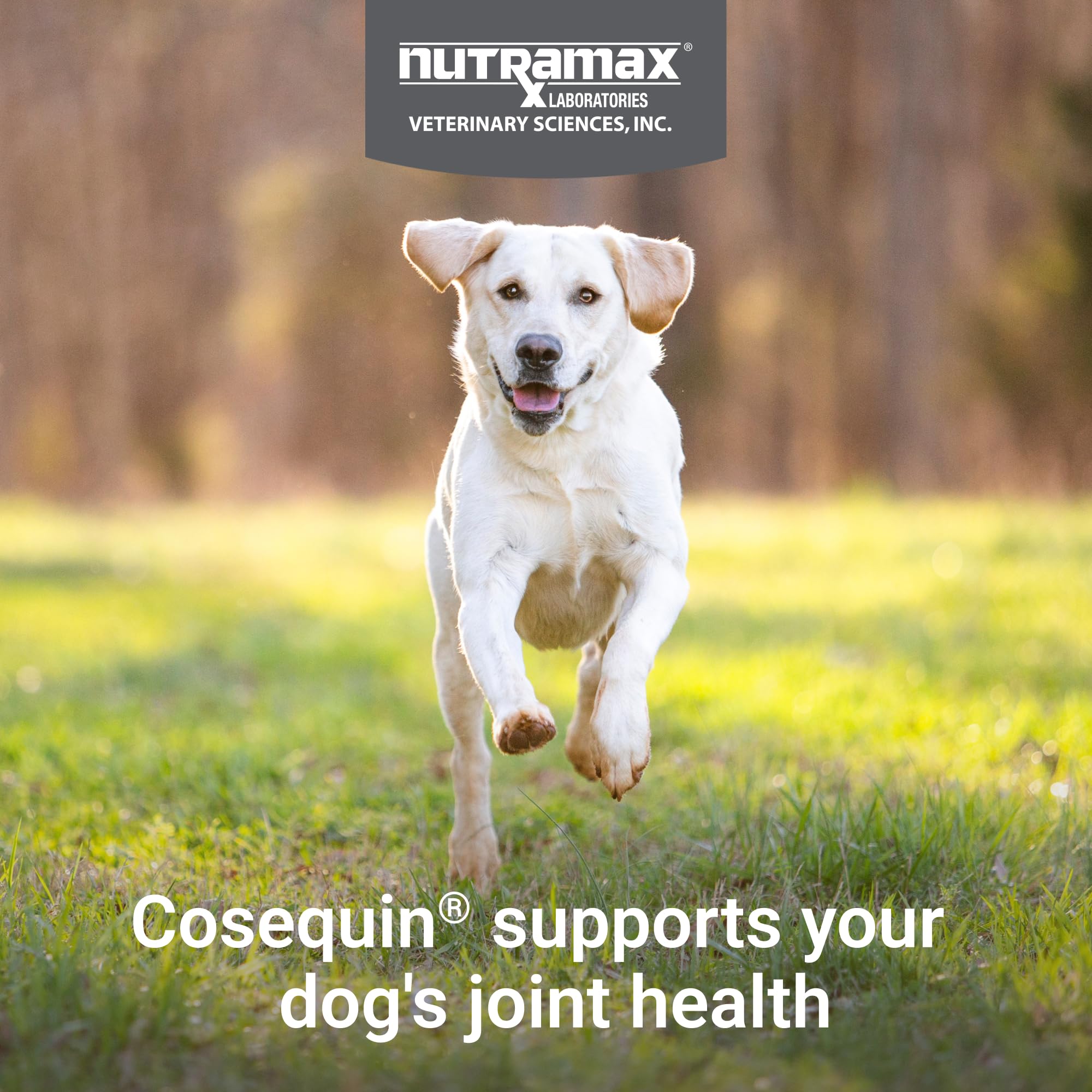 Nutramax Cosequin – chiens de toutes tailles, support potentiel des articulations.