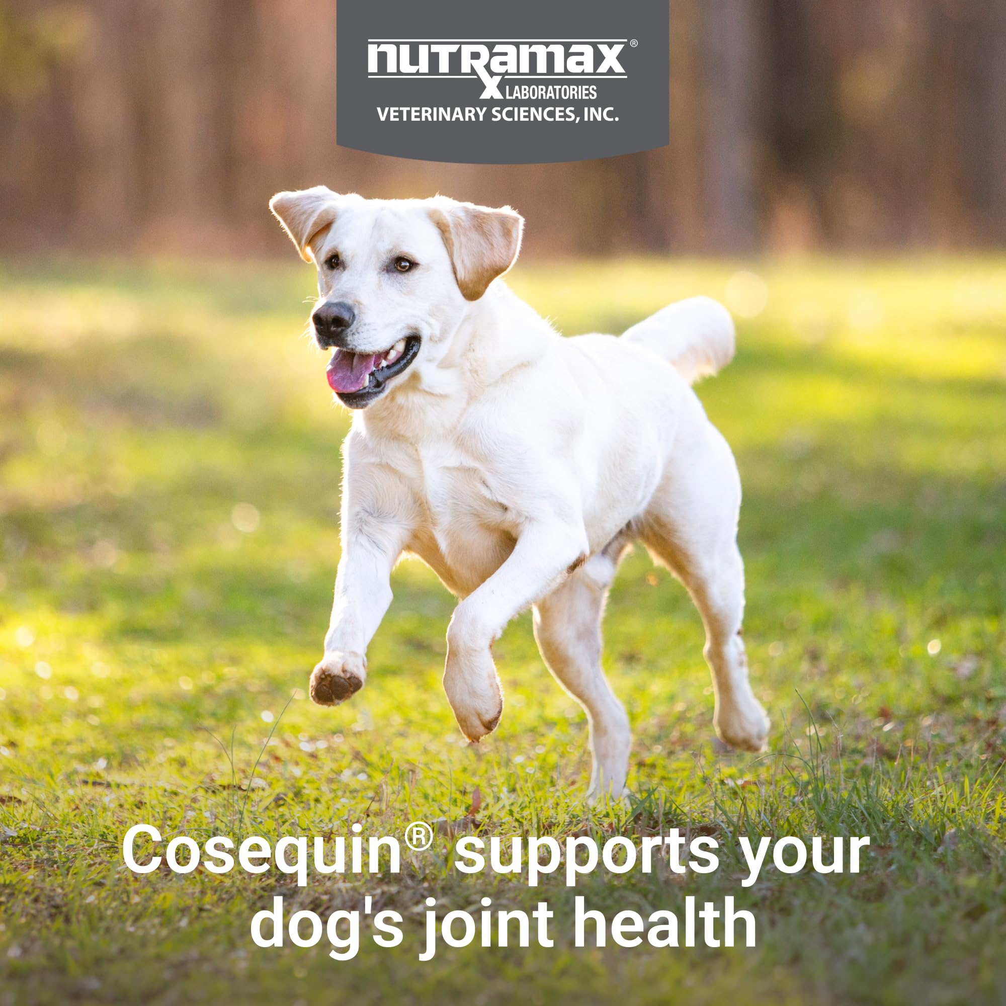 Nutramax Cosequin – texture à mâcher pratique pour les chiens actifs.