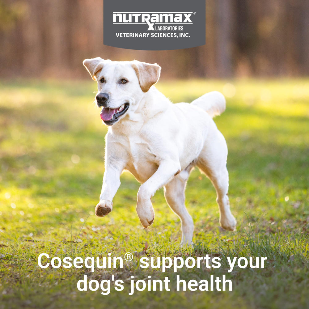 Nutramax Cosequin – texture à mâcher pratique pour les chiens actifs.