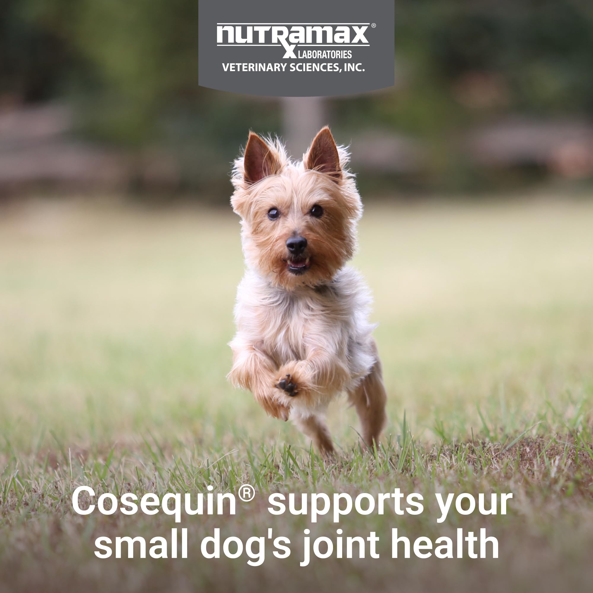 Friandises Cosequin Minis dans la main, usage quotidien pour chiens.