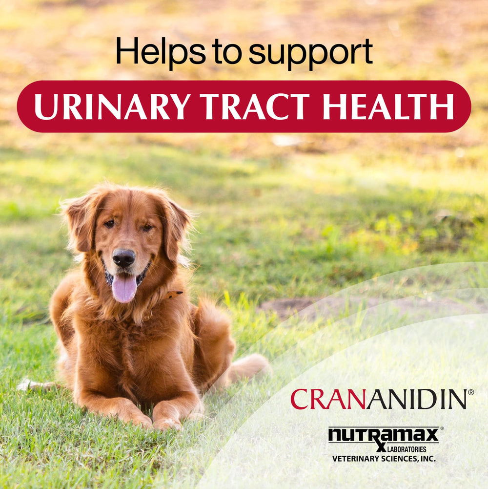 Nutramax Crananidin: comprimés croquables facilitent l'administration
