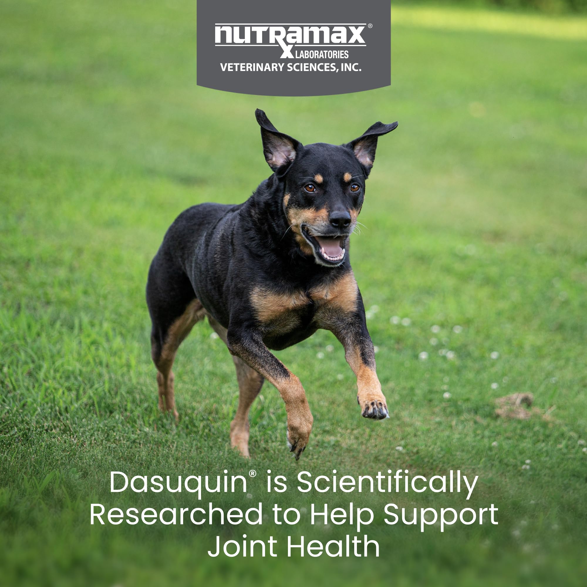 Nutramax Dasuquin - boite 84 friandises, dosage pratique pour chien.