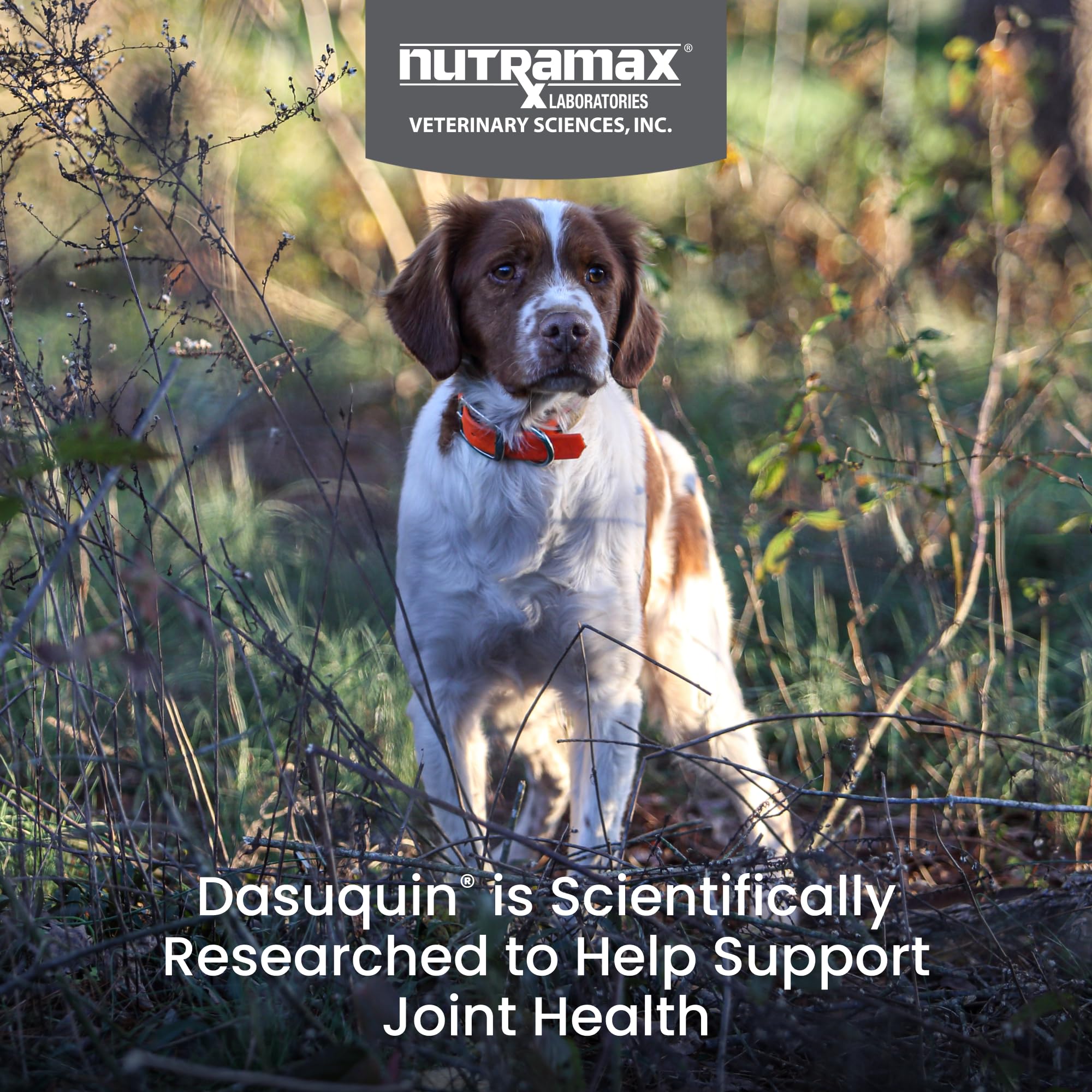Nutramax Dasuquin – bouchées molles appétentes pour l’administration quotidienne.