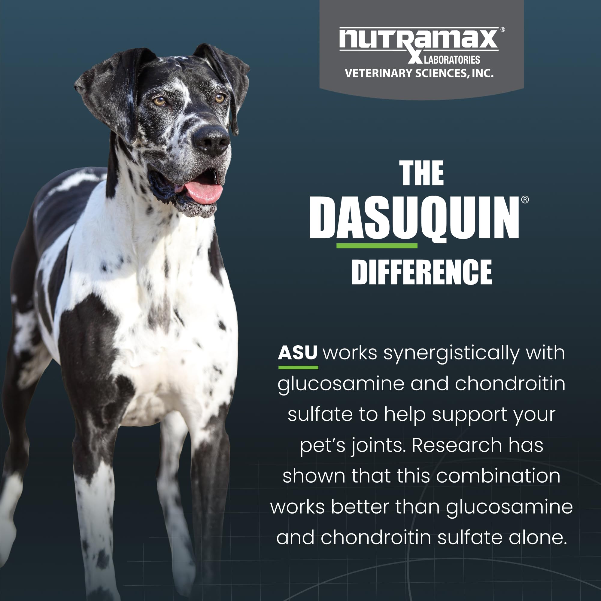 Nutramax Dasuquin – chien en promenade avec le produit