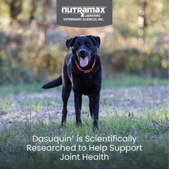 Nutramax Dasuquin – friandises molles faciles à administrer au quotidien