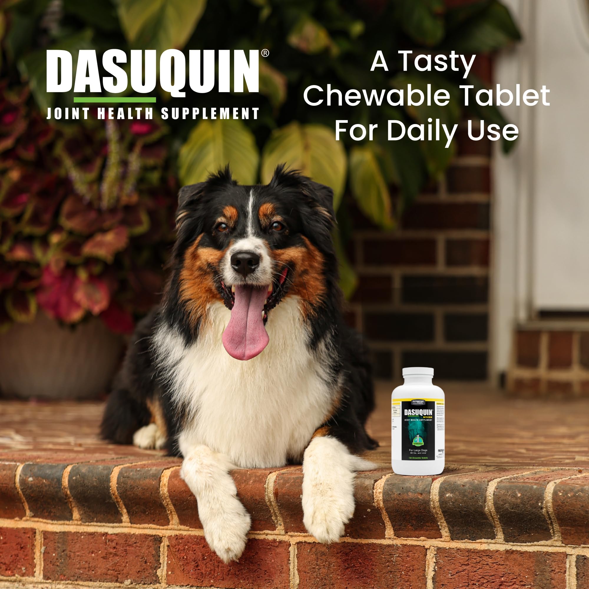 Nutramax Dasuquin grand chien – ingrédients ASU et glucosamine, combinaison potentielle.