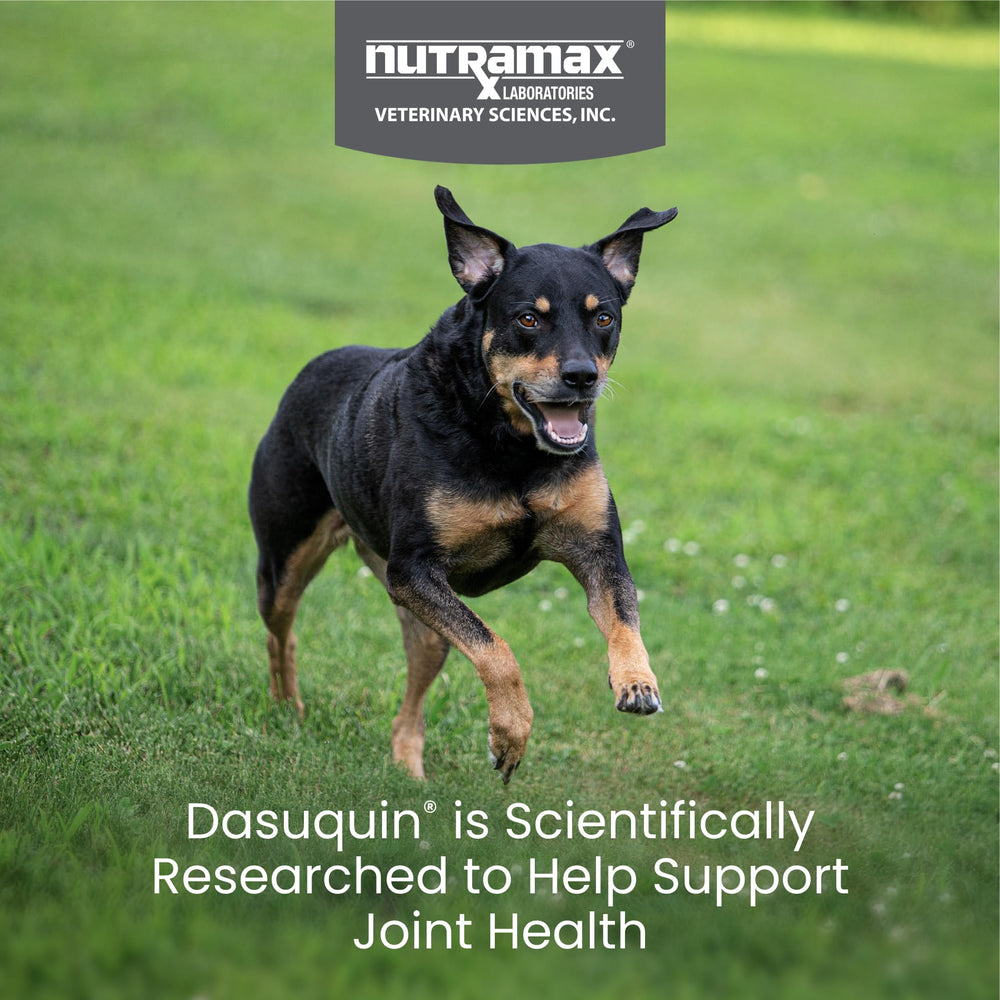 Nutramax Dasuquin – ingrédients glucosamine HCL pour le soutien des articulations