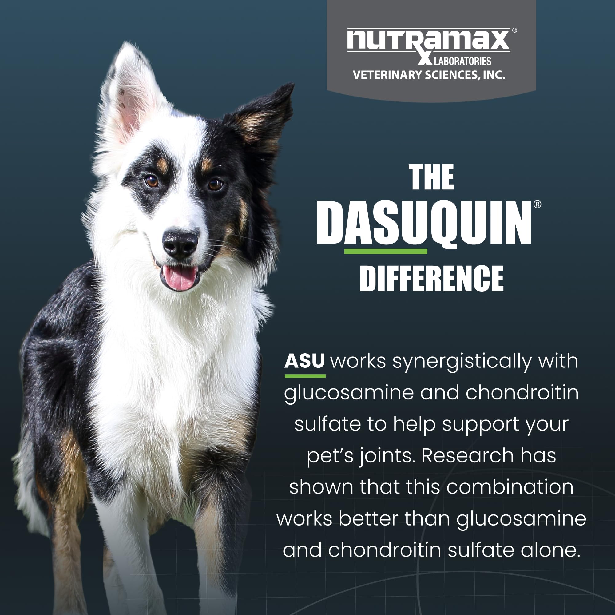 Étiquette Nutramax Dasuquin détaillant ingrédients et dosage