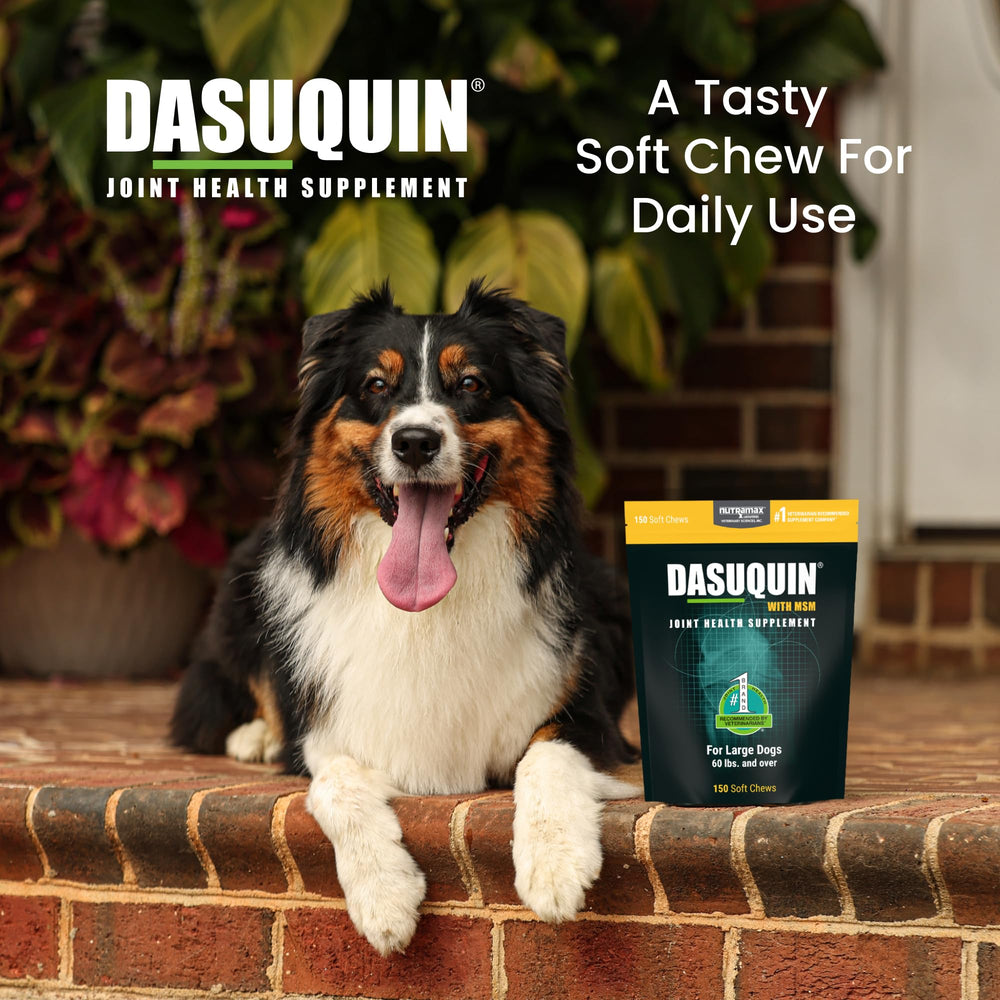 Nutramax Dasuquin MSM et extrait de Boswellia, confort articulaire.