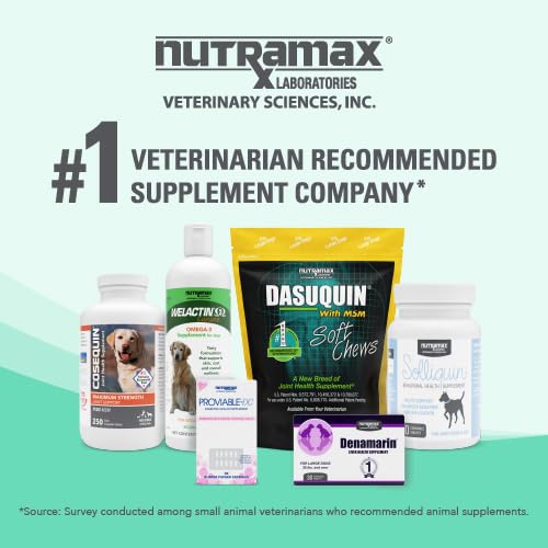 Chien actif utilisant Denamarin Nutramax, potentiel soutien à la vitalité.