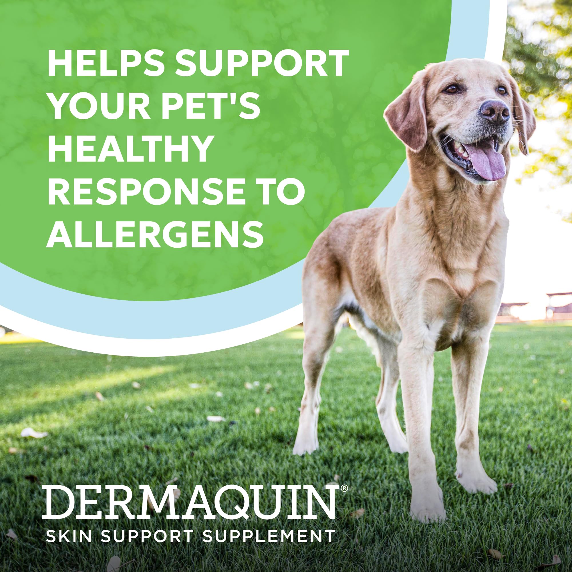 Gommes molles Nutramax Dermaquin, apport quotidien facile pour la peau du chien.