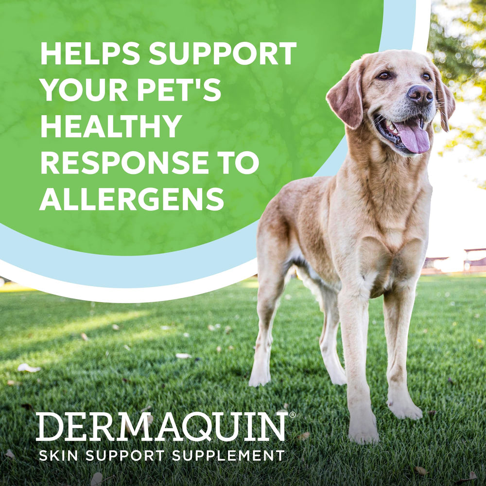 Gommes molles Nutramax Dermaquin, apport quotidien facile pour la peau du chien.