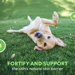 Ingrédient hardy kiwi dans Dermaquin, soutien potentiel de la peau.