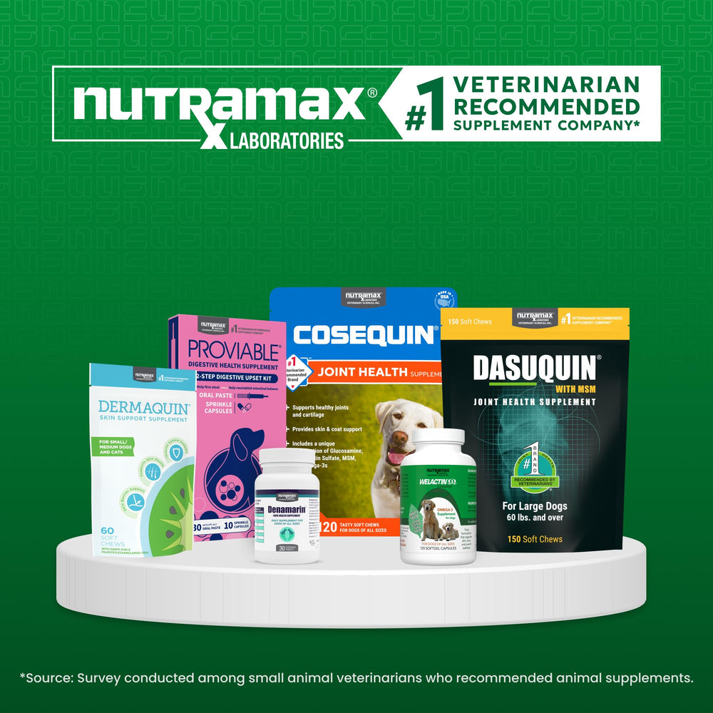 Utilisation quotidienne des gommes Dermaquin pour la peau du chien.