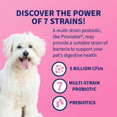 Nutramax Proviable: chat, soutien digestif quotidien.