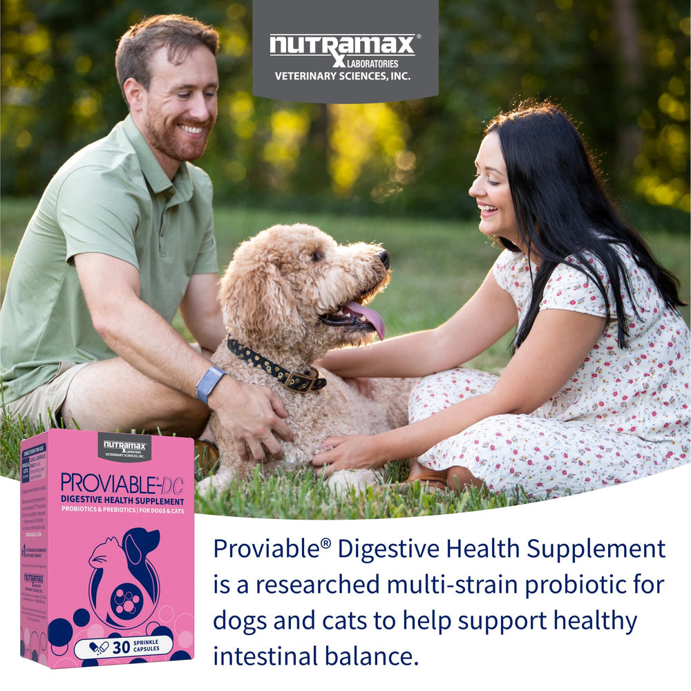 Proviable comprimés chewables faciles à donner.