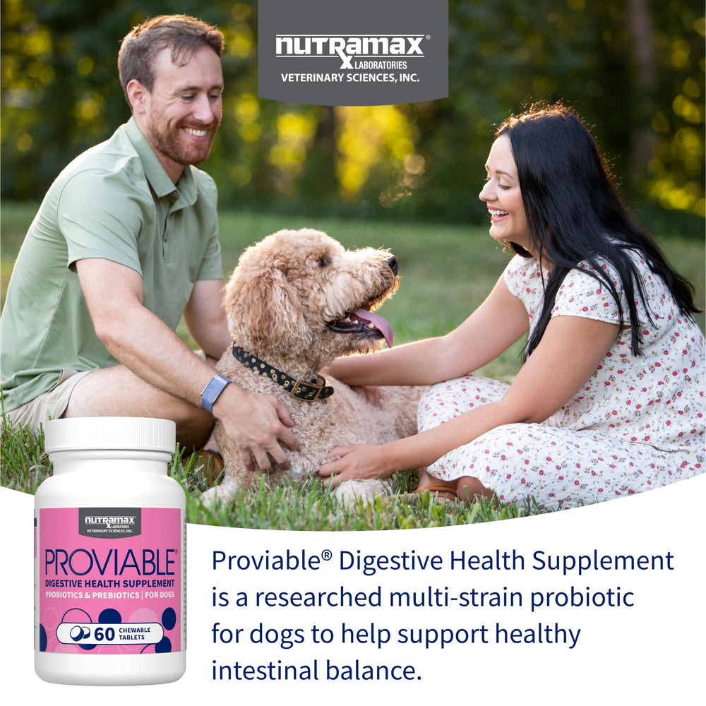 Nutramax Proviable — flacon-probiotiques pour chiens, soutien potentiel de la flore intestinale.