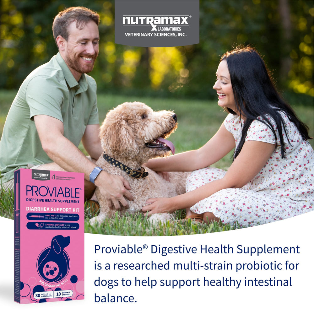Seringue pâte Nutramax Proviable 30 ml pour soutien intestinal et confort.