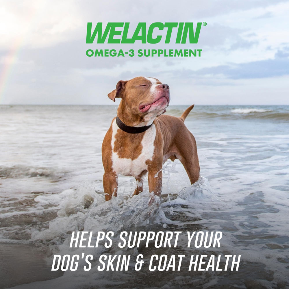 Welactin Nutramax: bouchées molles pour chien, administration facile.