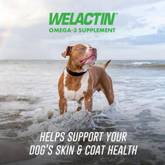 Welactin Nutramax: bouchées molles pour chien, administration facile.
