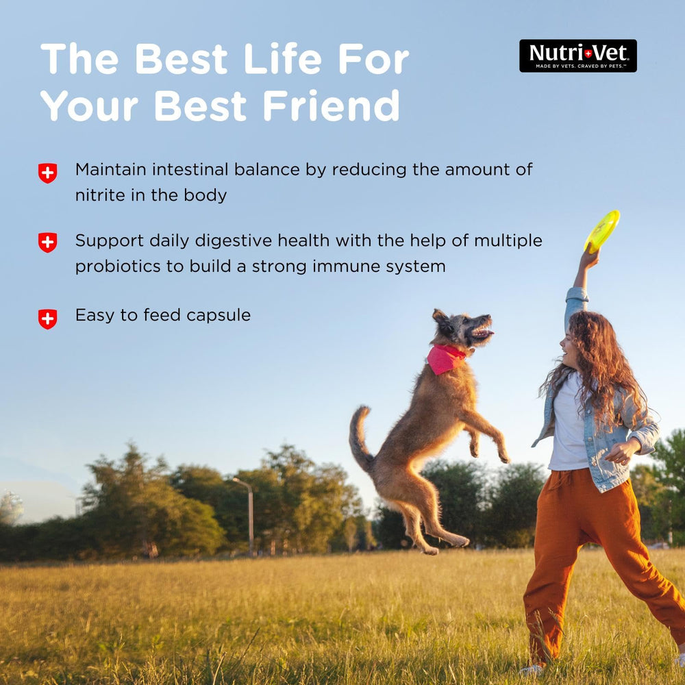 Nutri-Vet Probiotiques pour Chiens - posologie simple, administration quotidienne pratique.