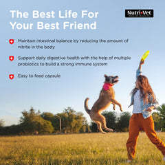 Nutri-Vet Probiotiques pour Chiens - posologie simple, administration quotidienne pratique.