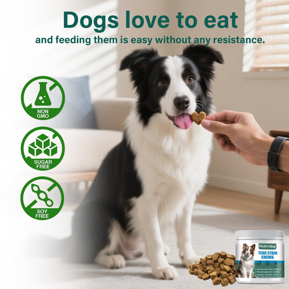 Goût boeuf Nutridog appétissant, faciliter l’administration quotidienne.