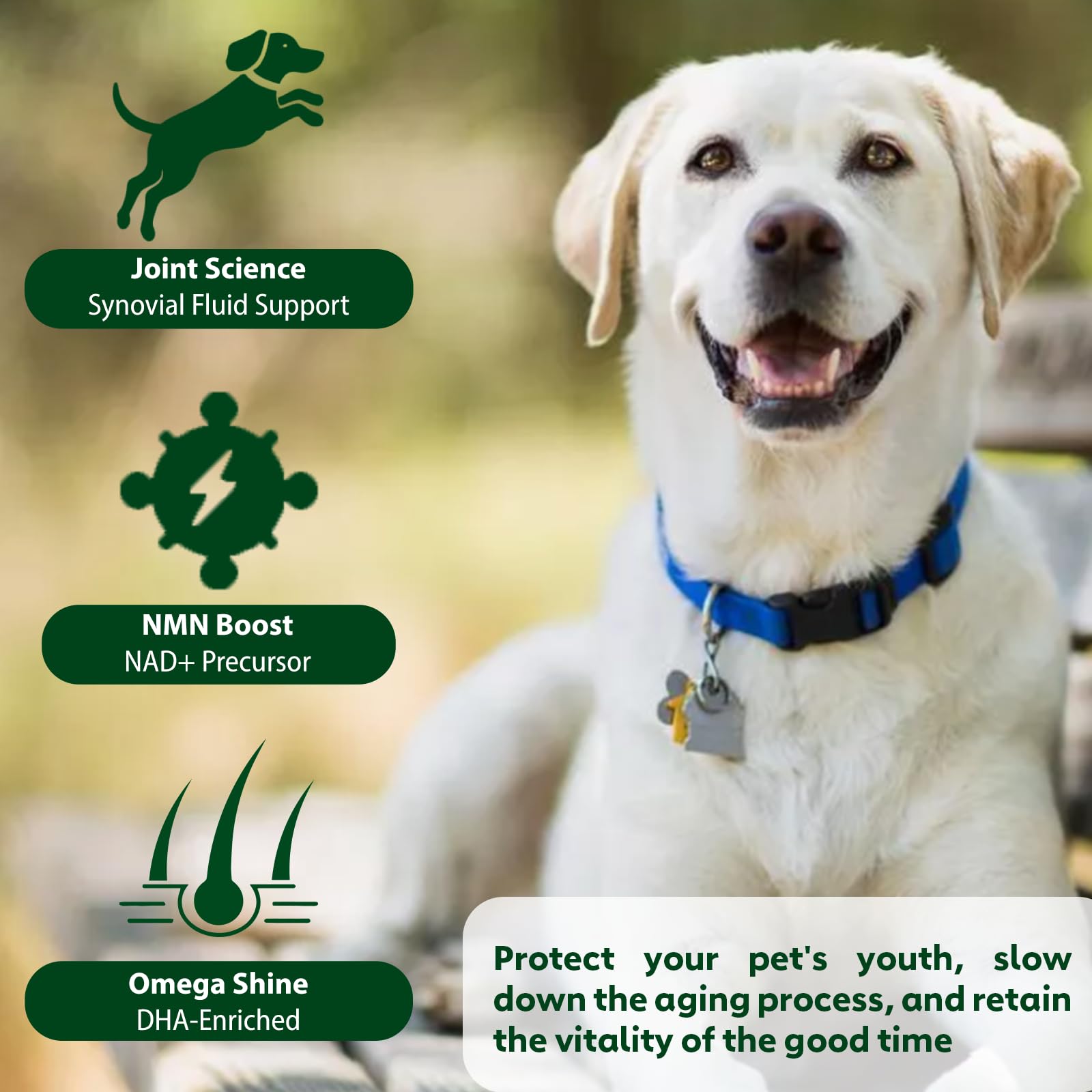 Nutridog NMN pelage sain et peau: poil plus sain et peau équilibrée.